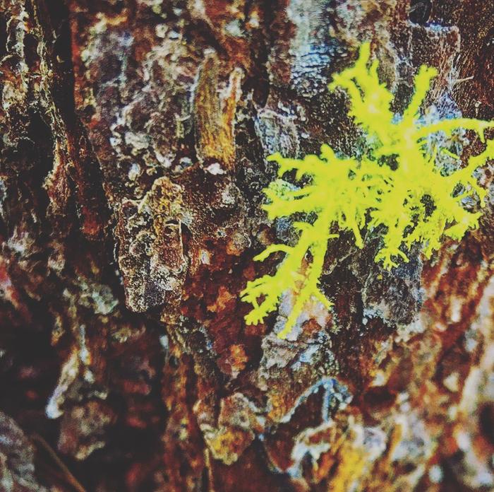 Moss on bark at Fred’s plot 