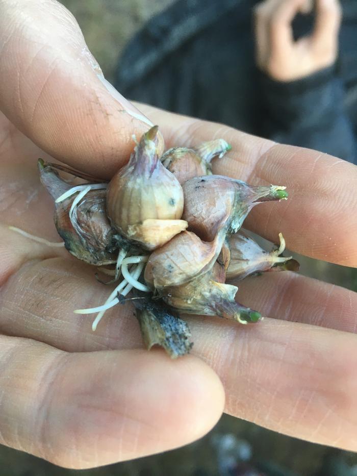 Walking onions from Fred’s plot