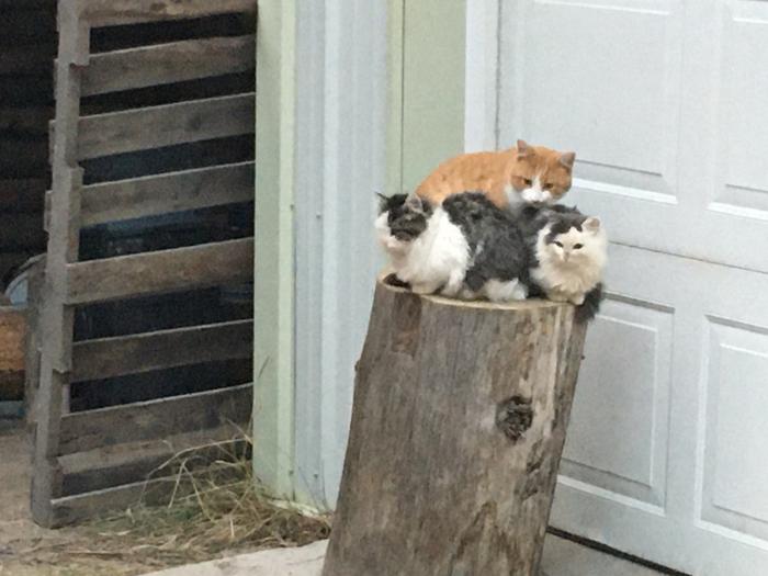 Cats on a stump