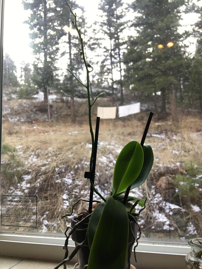 This orchid will hopefully bloom soon.. kitchen window of FPH