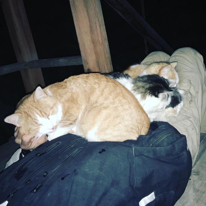 Cat pile