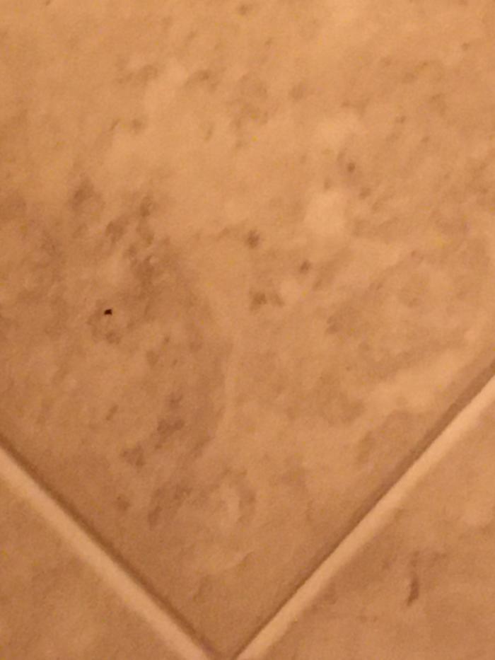 Bathroom tile at FPH.. I see the face of a dog.. do you see anything??