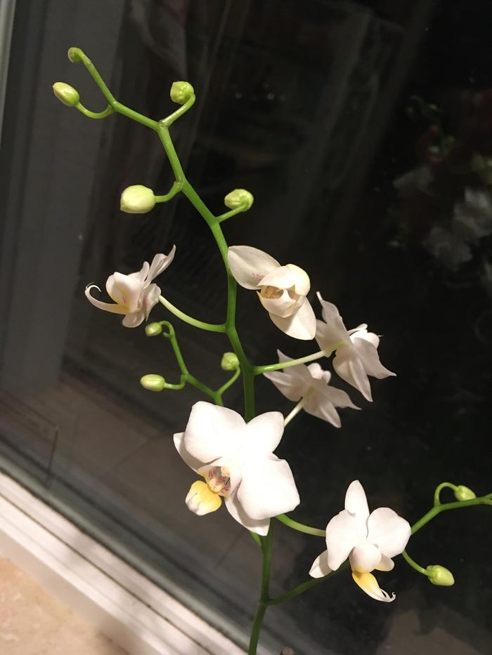 Six blooms.. I’ll call him Snoh, after my childhood friend who ended up at UCLA with me for a year. snoh is a dad now. What a guy..