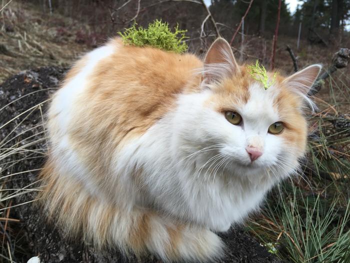 Waldo.. aka Walnut Cake.. waits next to me while I work.. he’s so still that the moss settle on his head and back.. (just kidding, I wanted to see if he’d shake it off.. so patient!!)