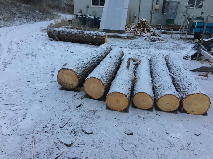 A few of the staged thousand pound logs for sawmill.. 