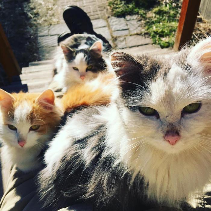 Cats on a lap on a sunny winter afternoon 