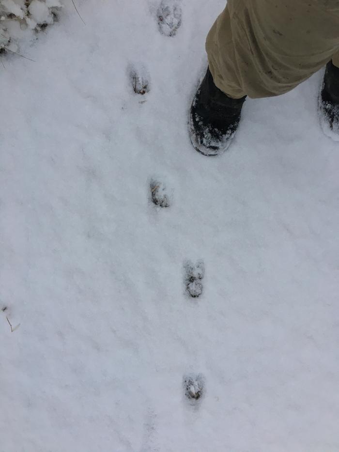 Deer prints fresh