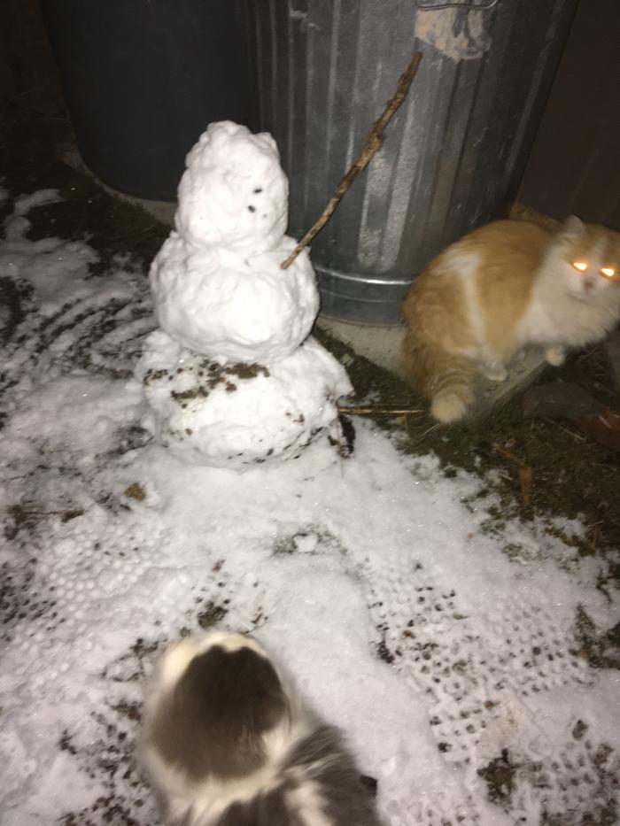 Kittens harassing the welcoming snowman