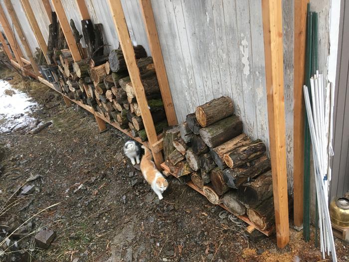 They were helping me restack the locust wood.. because the locust wood gravity was strong.. but cat gravity is stronger