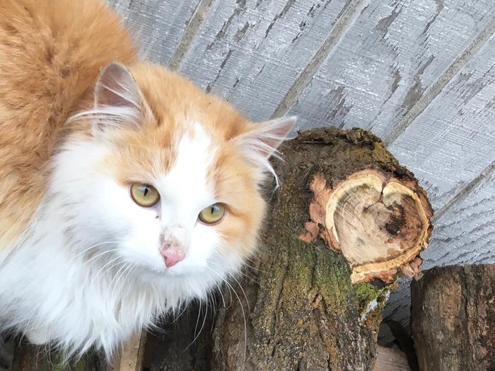 Walnut found a heart shaped firewood cut