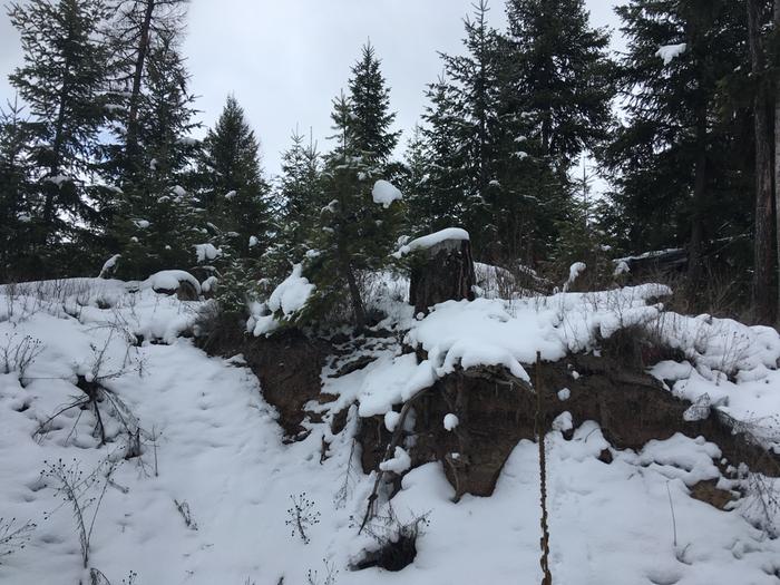 Snowy trunk