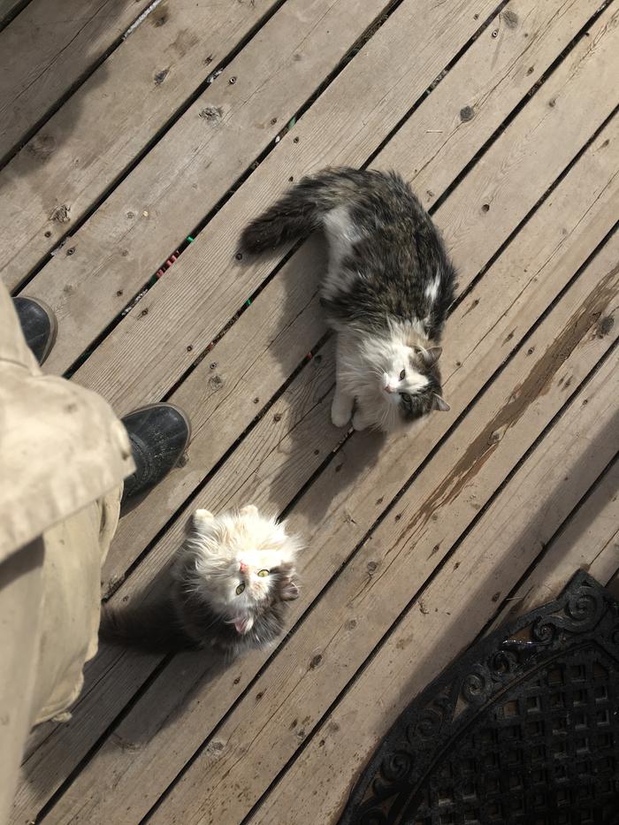 Kitties hazy from sun bathing