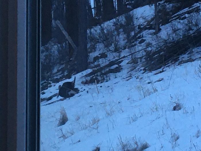 Male turkey fluffed up showing off