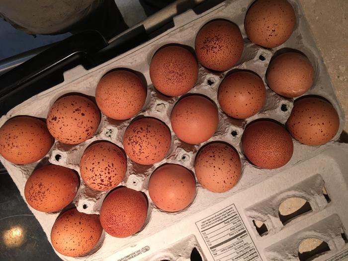 Freckled eggs