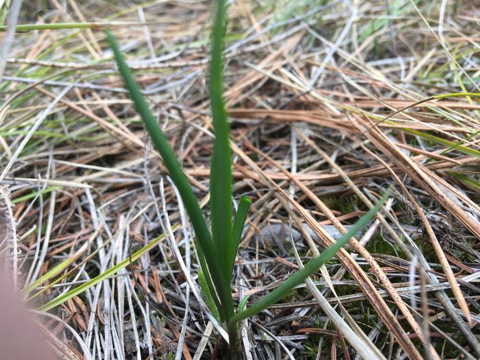 Nodding onion 