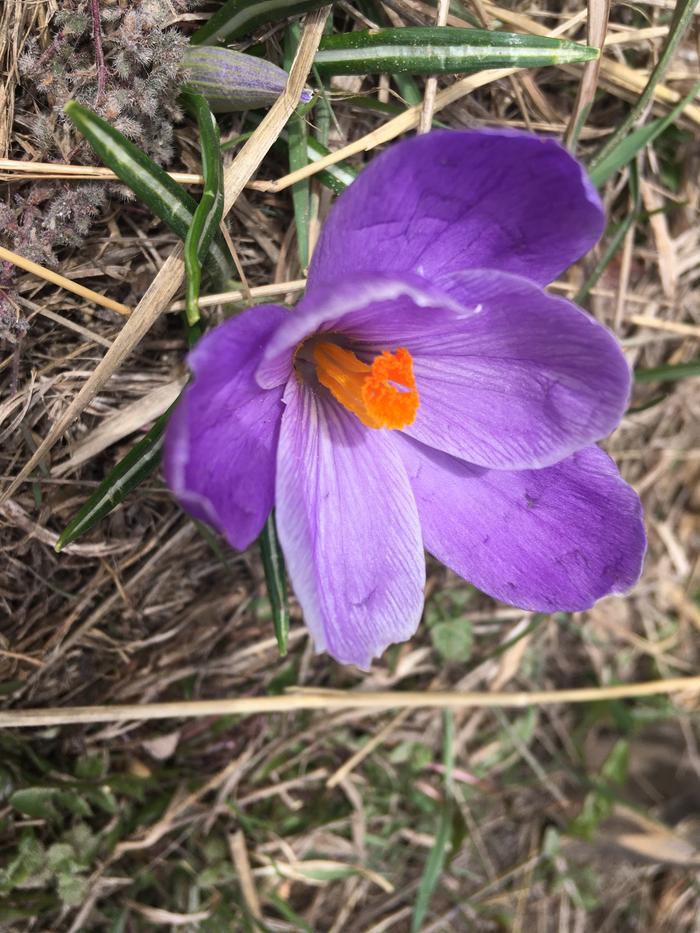 Crocus 