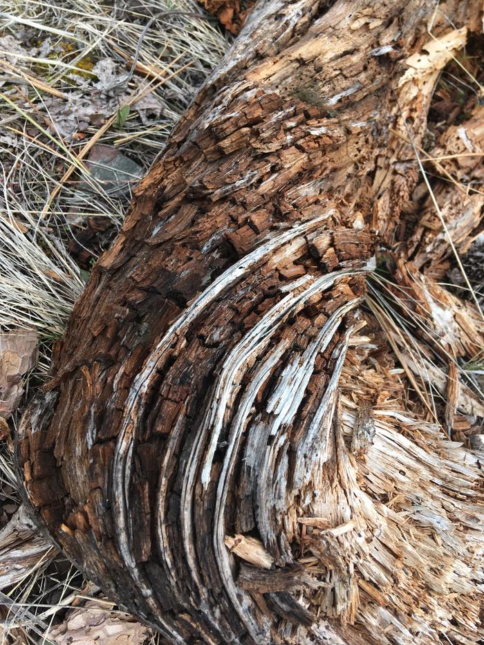 Twisty rotted wood