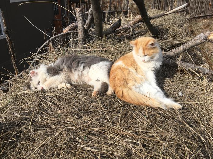 Little helpers atop the hugel 