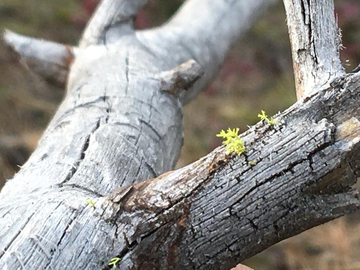 Lichen on branch