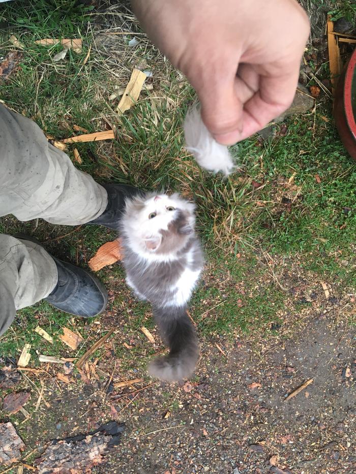 This dread knot was removed from Zeeks neck area.. how relieving it must feel to me kitty