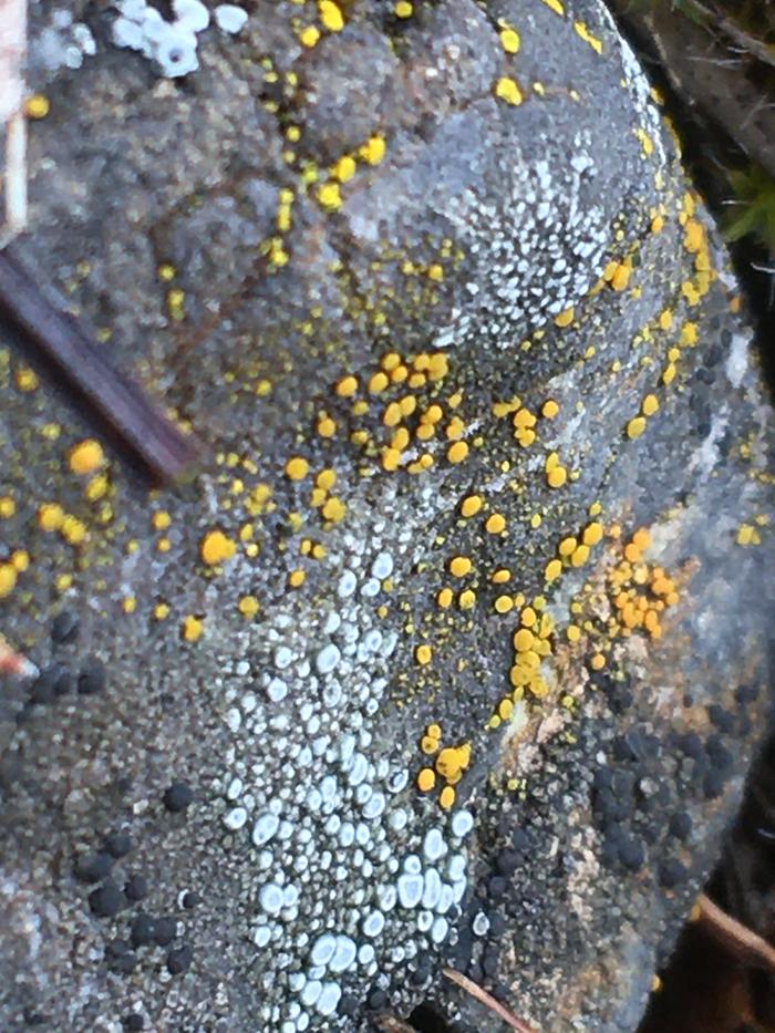 Lichen