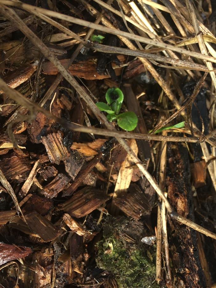 Found four more sprouts in my garden patch yesterday 