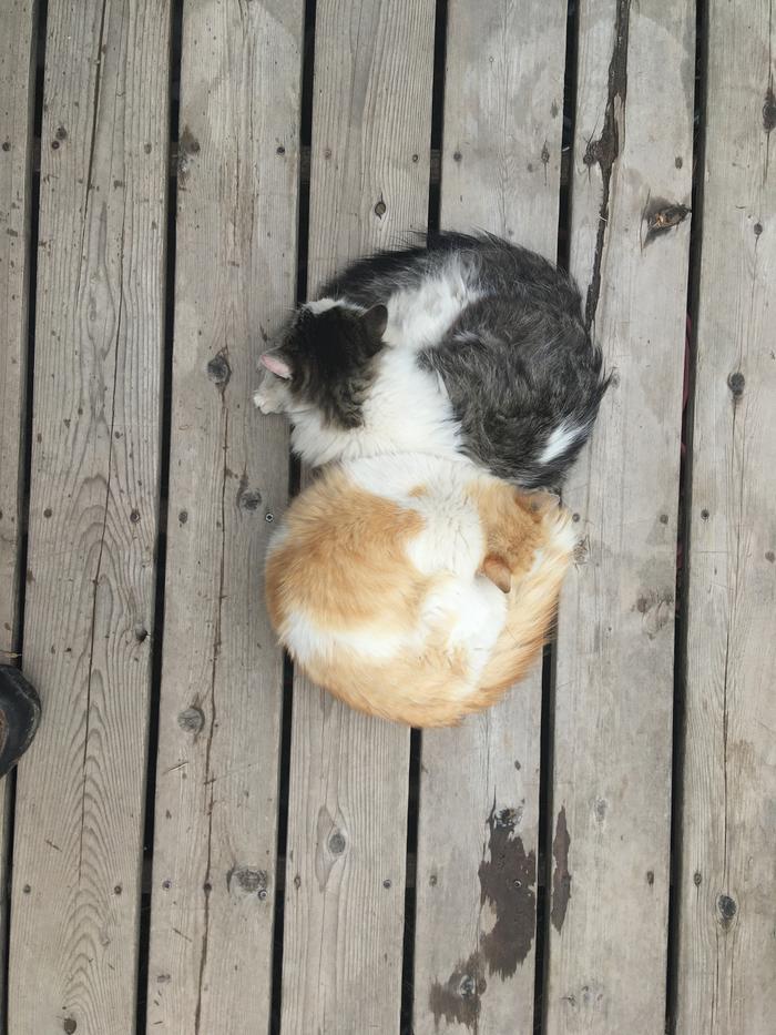 Yin yang gatos