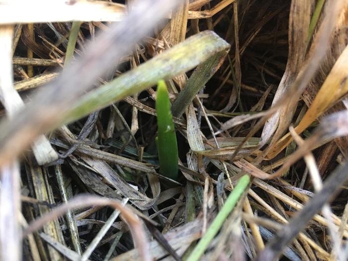 Five of these garlics shooting up too! 