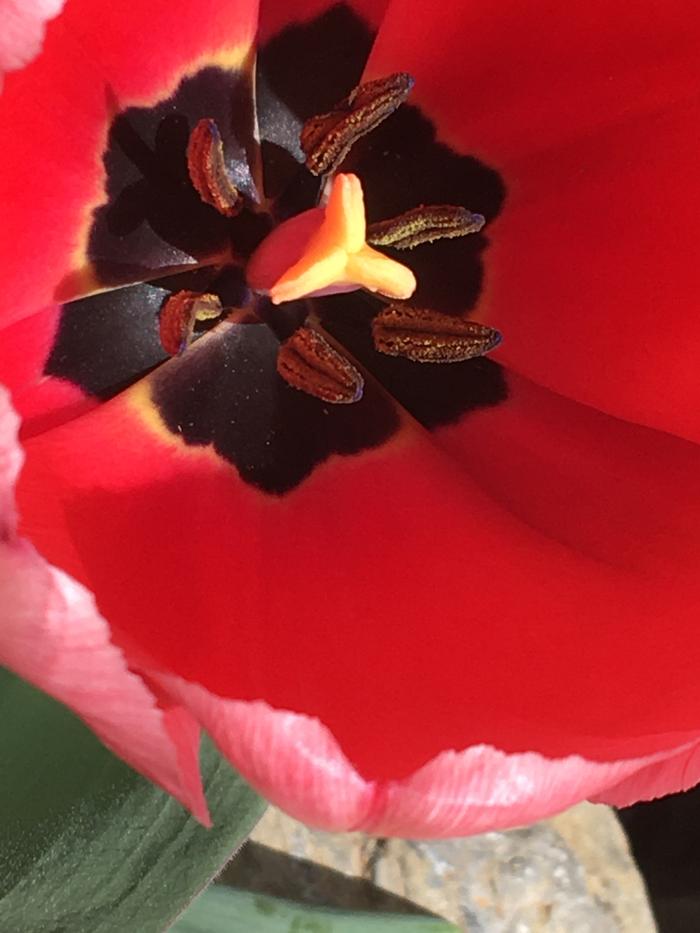 Tulip 