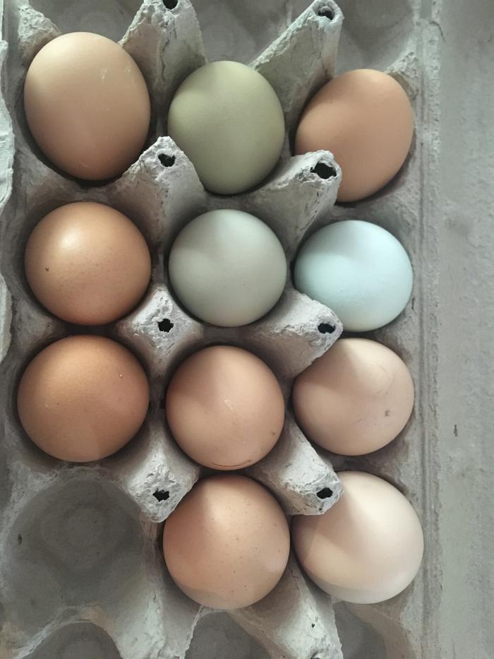 Had some colorful eggs yesterday 