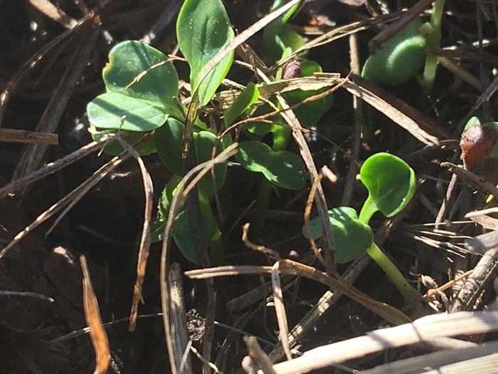 Many sprouts on garden patch !