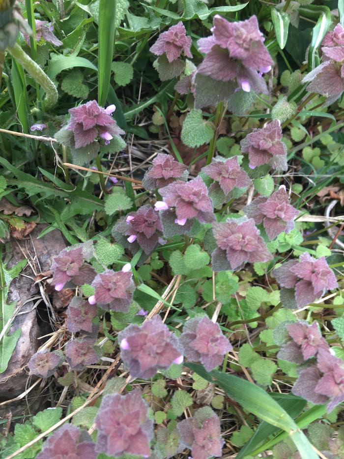 Purple leaves make me happy.. these guys are thriving 