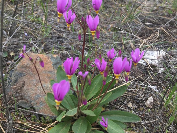 Tiny flowers