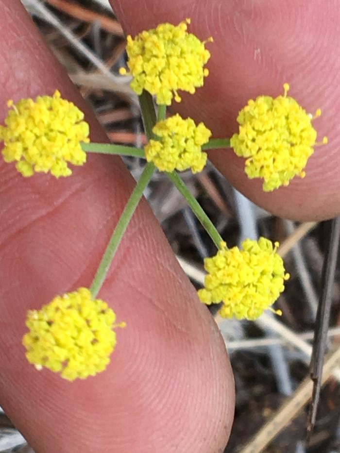 Tiny bouquets