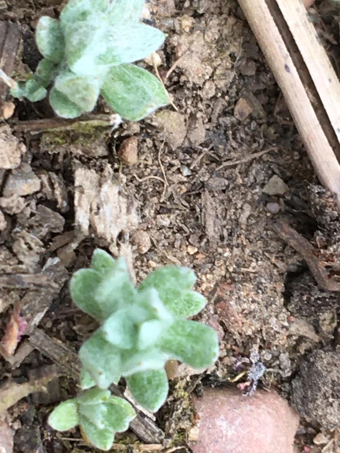 To the right is a pine needle.. tiny life!