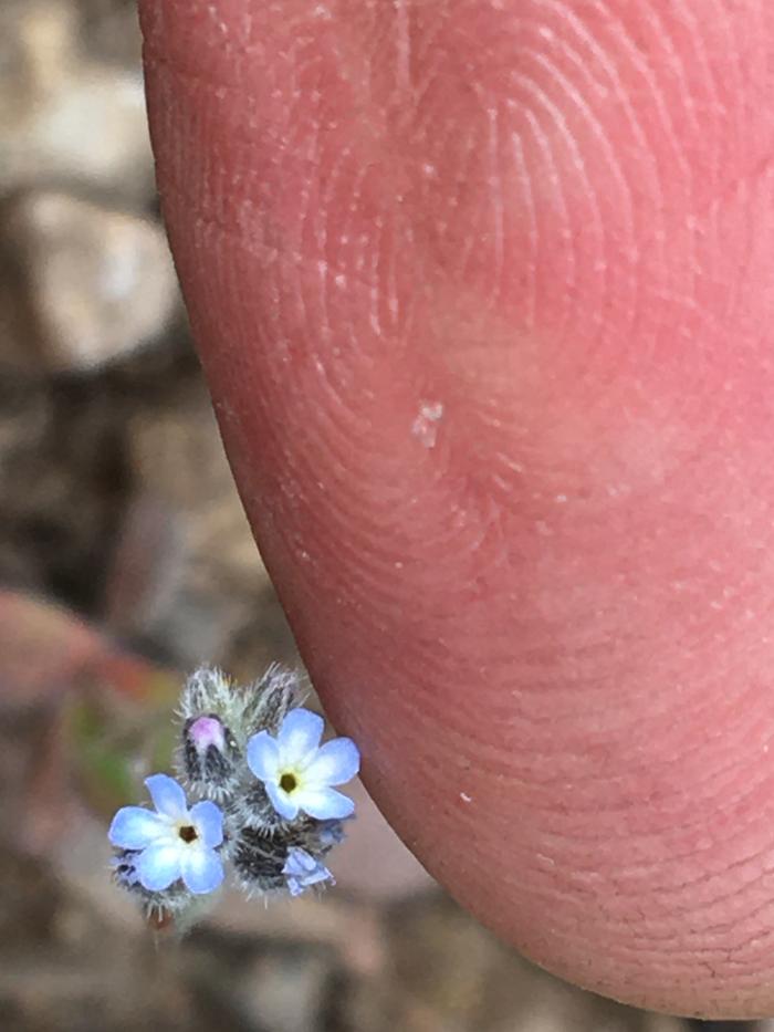 Tiny blueish things.. grain of salt