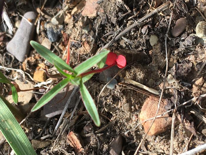 Love the super red cotelydon leaves. So cute!