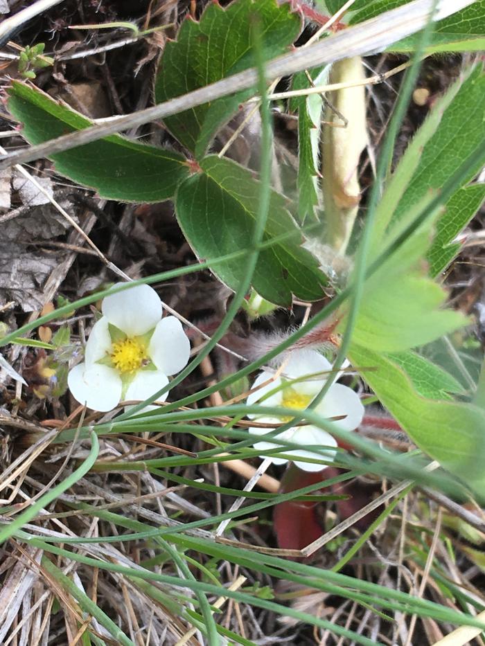 Wild strawberry