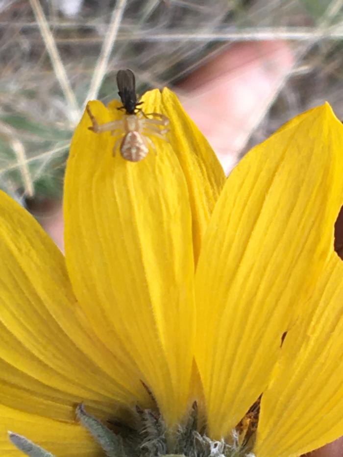 Spider and fly guy