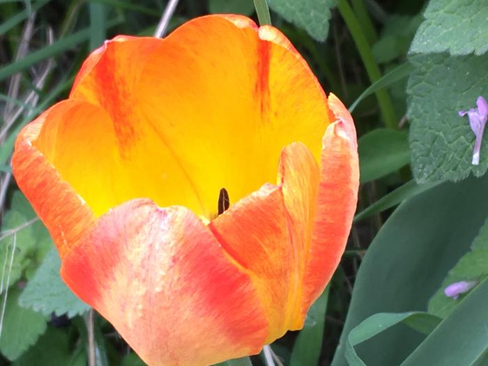 Tulip orange vanilla