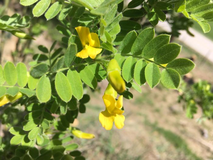 Is this Siberian pea shrub of black locust?