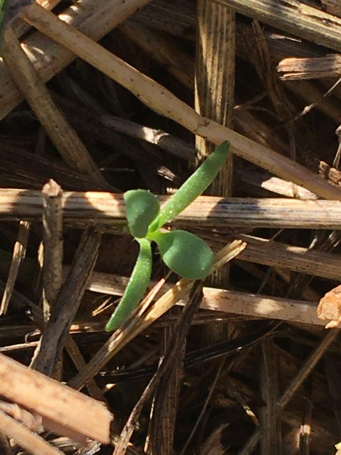 Those look like baby true leaves!! I think it’s a carrot