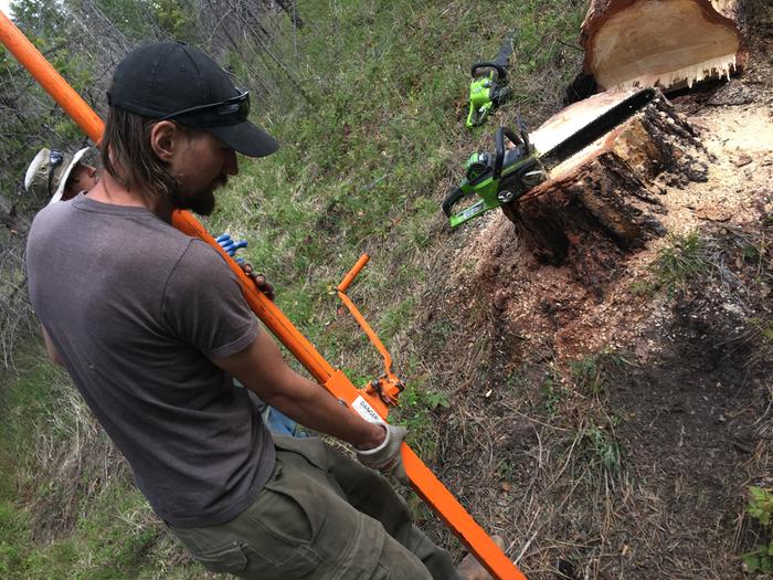 Tree harvest 