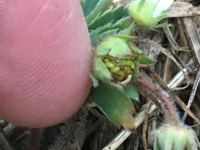 Tiny wild strawberry 