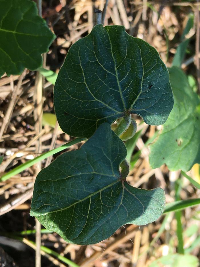 Bean stalk like growie at the top of my berm