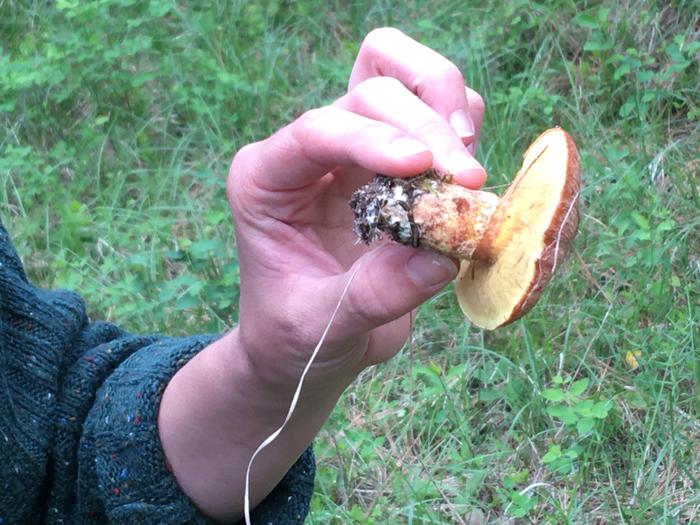 Wild mushroom 