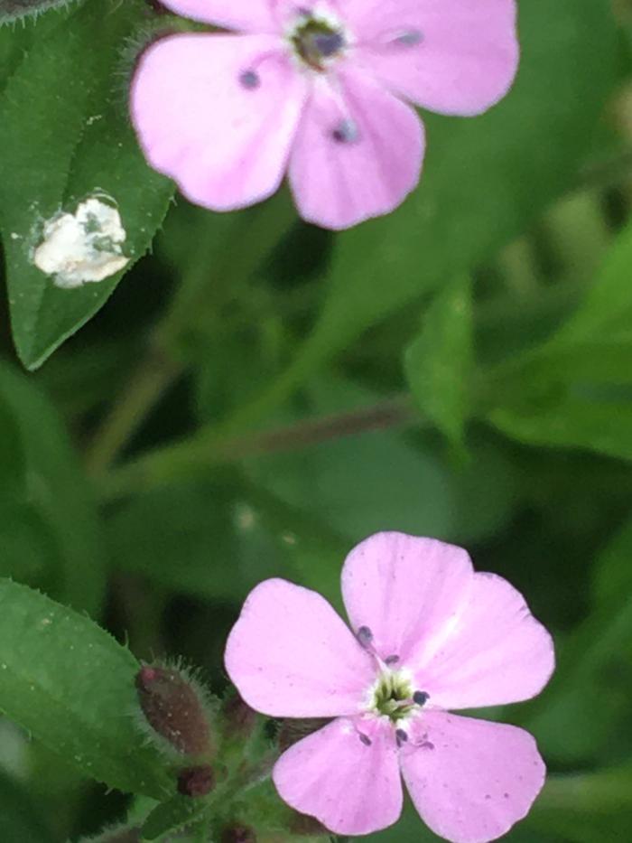 Random new flower outside the garden gate