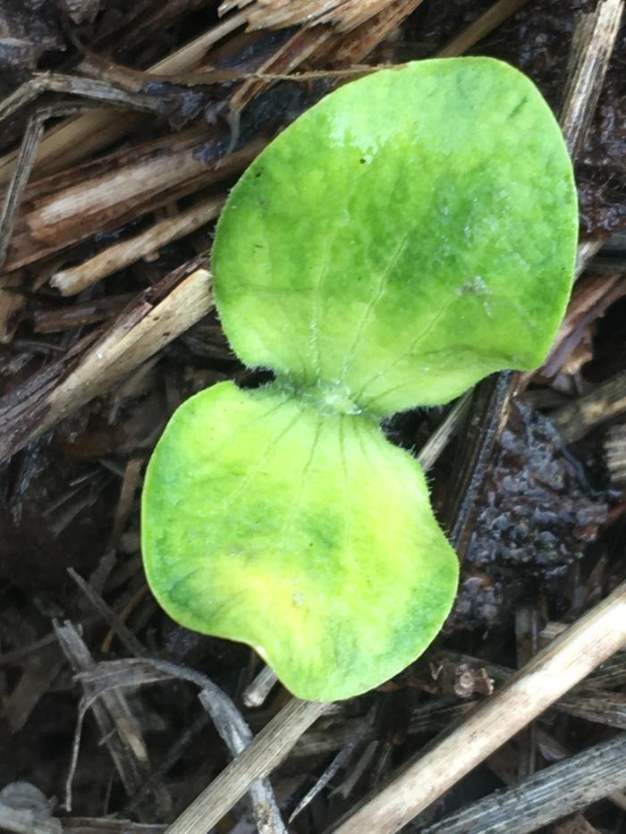 New sprout in my garden 