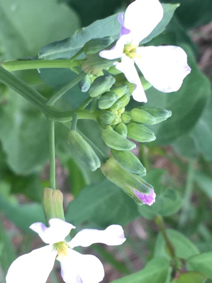 Flower of daikon radish 