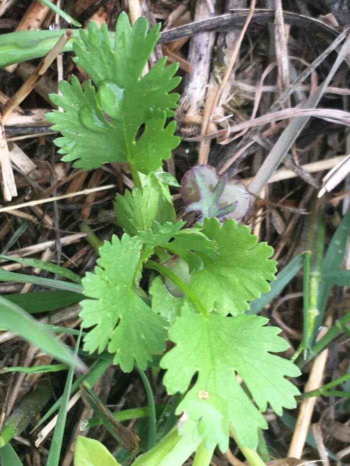 Cilantro? Growth 